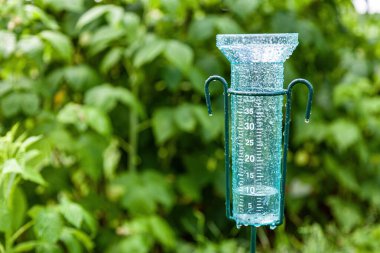 Yağmurdan sonra bahçede yeşil çalıların arka planına karşı Meteoroloji