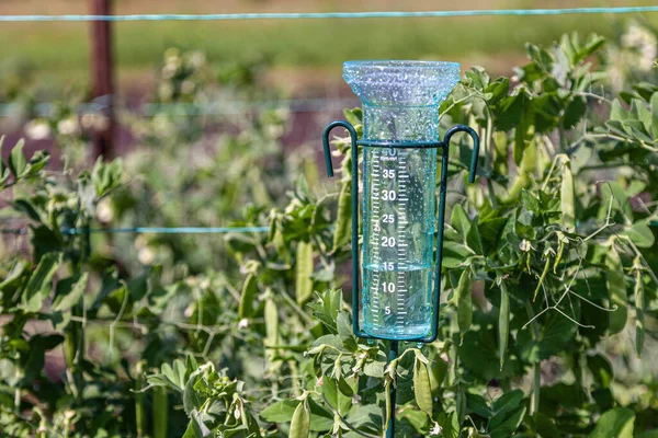 Yağmurdan sonra bahçede bezelye yatağının arka planında yağmur ölçer ile meteoroloji