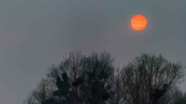 Dramatik gün batımı, gün batımı, siyah ağaçların üzerindeki kırmızı güneş.