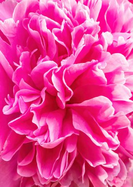 Taze pembe şakayık çiçeklerinin pembe çiçekli arka planı petlas