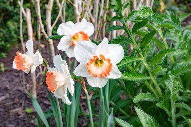 Beyaz narsisli (Narcissus Poeticus) Açık havada parkta çiçekler