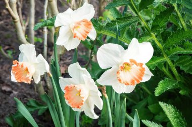 Beyaz narsisli (Narcissus Poeticus) Açık havada parkta çiçekler