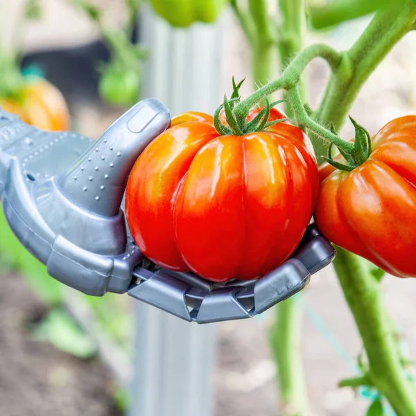 Robot manipulator collects tomatoes in the greenhouse, agriculture futuristic concept