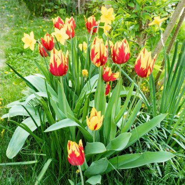 Kırmızı kırmızı ve sarı baharda yeşil yapraklı lale çiçekleri, yaklaşın.