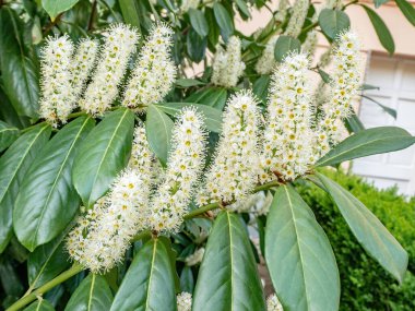 İlkbaharda çiçek açan kiraz defne (Prunus laurocerasus Genolia), çiçek ve yaprakların arka planı