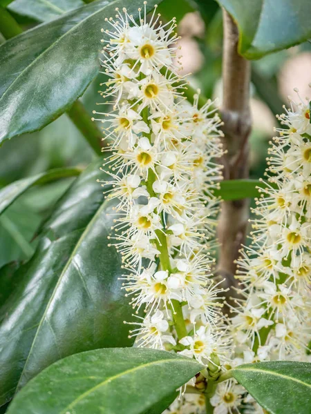 樱桃月桂 Prunus Laurocerasus Genolia 在春天开花 花朵和叶子的背景 — 图库照片