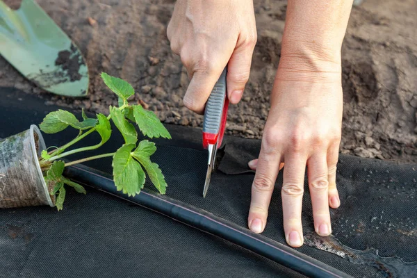 スパンボンドにイチゴの苗を植え 苗の穴を切り ステップバイステップガイド — ストック写真