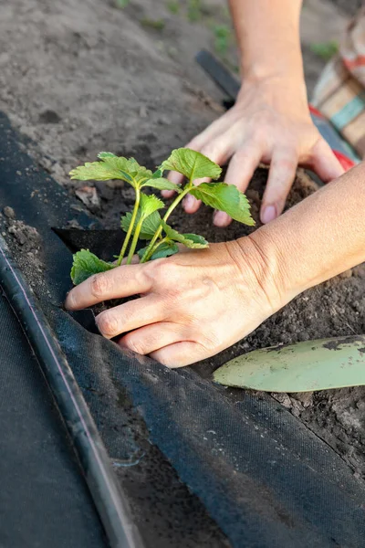 Plantando Mudas Morango Spunbond Cavando Poços Usando Uma Colher Guia — Fotografia de Stock