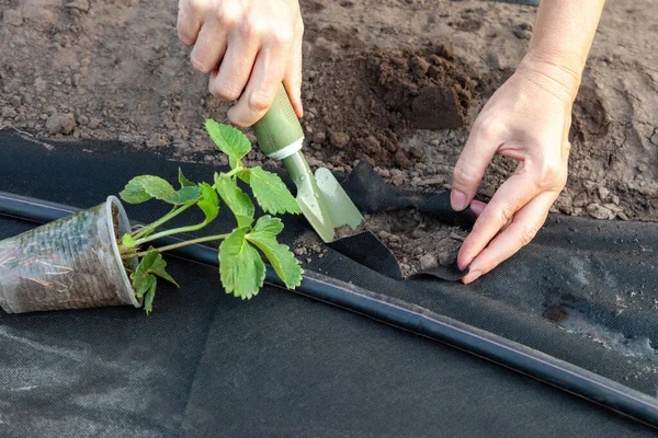 Planting Strawberry Seedling Spunbond Digging Pits Using Scoop Guide Step — Stock Photo, Image