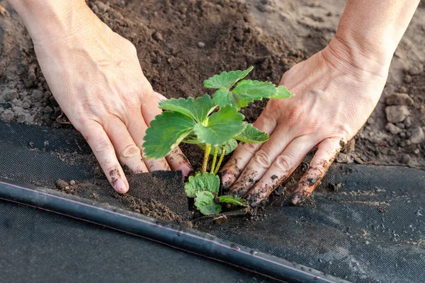 Plantation Plantules Fraises Sur Spunbond Creusement Fosses Aide Une Cuillère — Photo