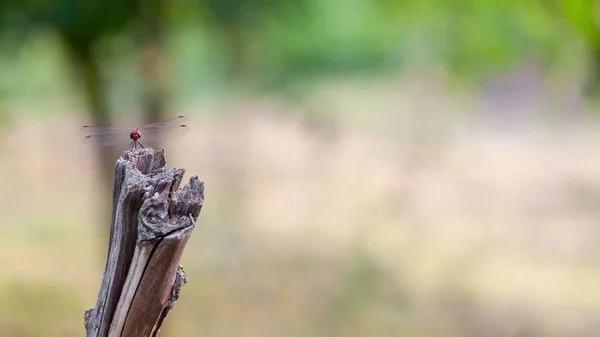 Capung Merah Duduk Ujung Tongkat Kayu Close Latar Belakang Kabur — Stok Foto