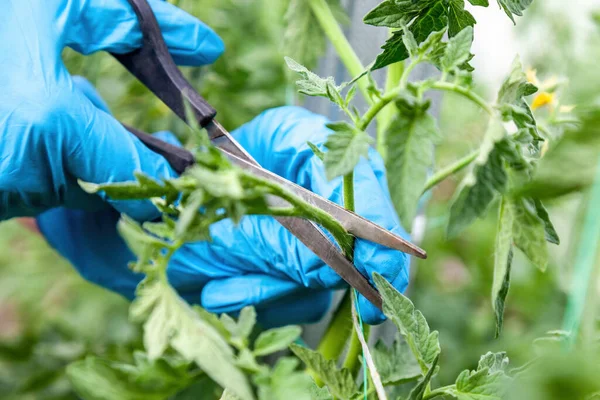 Poda Adequada Otários Tomates Sobre Primeira Folha Estufa — Fotografia de Stock