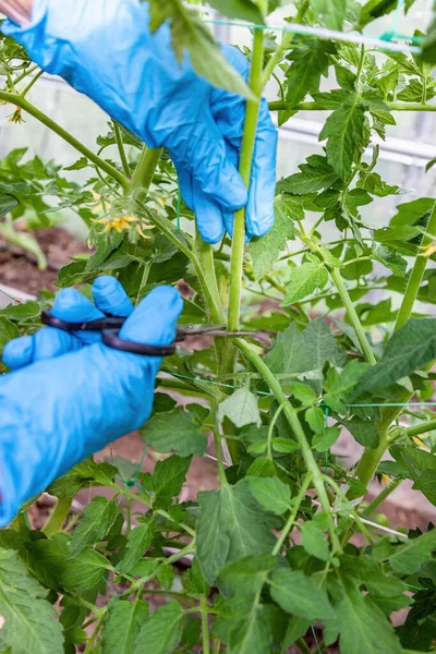 Korrekt Beskärningsrotting Tomater Över Det Första Bladet Växthuset — Stockfoto