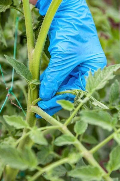 Remoção Ventosas Brotos Laterais Plantas Tomate Close Estufa — Fotografia de Stock