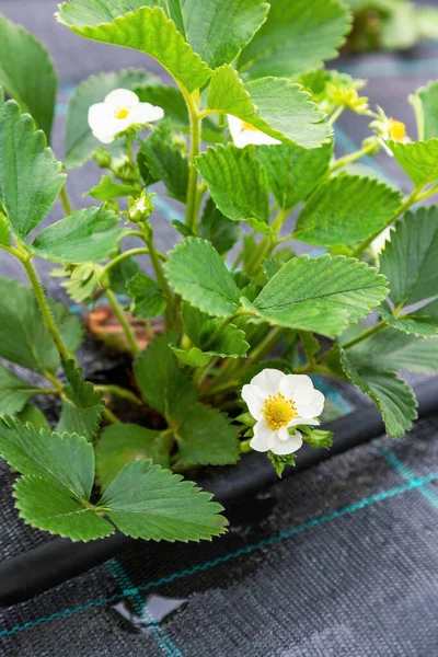 Fragole Crescita Tessuto Nero Con Irrigazione Goccia Letto Ricoperto Fibra — Foto Stock