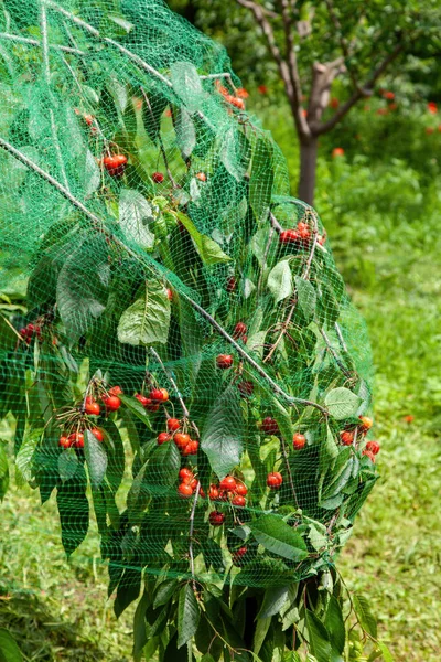 Cerezas Árbol Con Red Protectora Para Mantener Las Aves Protección — Foto de Stock