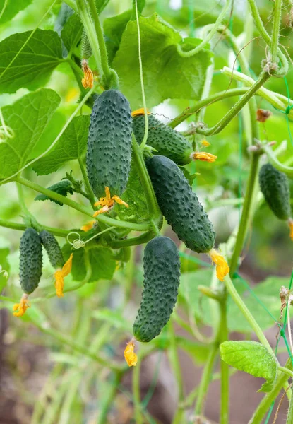 Green Ripe Cucumbers Hanging Branch Greenhouse Close — Stock Photo, Image