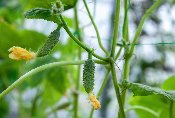 Jeunes Cornichons Accrochés Une Branche Dans Une Serre Gros Plan — Photo