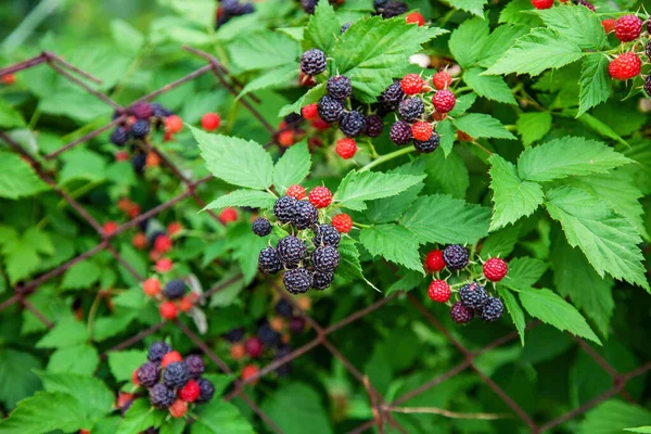 Zwarte Frambozen Rubus Occidentalis Van Bessen Rijpen Closeup — Stockfoto