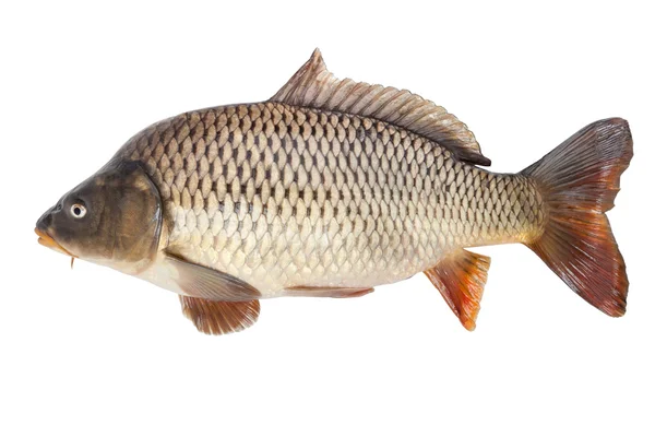 Carpa aislada sobre fondo blanco — Foto de Stock