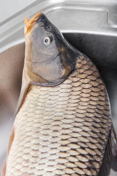 Big carp fish — Stock Photo, Image