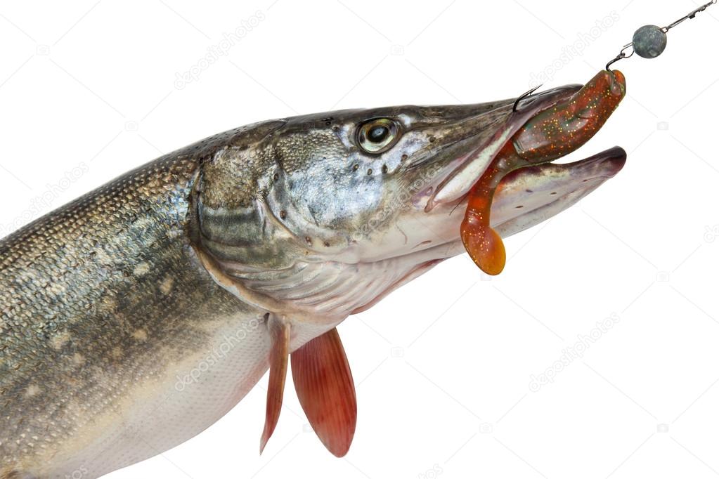 Pike with bait in mouth