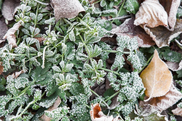 Çimlerin üzerine düşen yapraklar dondurulmuş — Stok fotoğraf