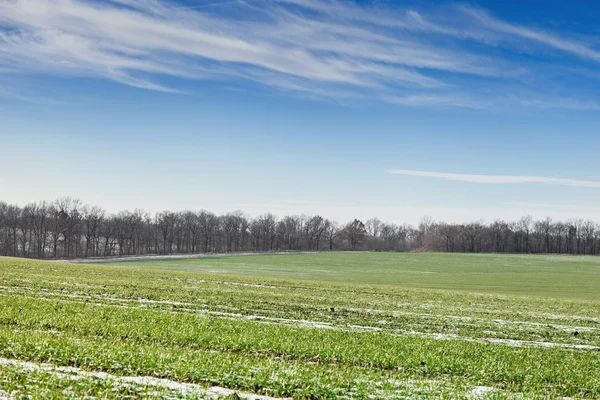 Pszenica ozima pole pod śniegiem — Zdjęcie stockowe