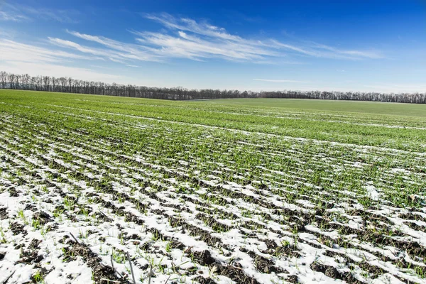 Feld Winterweizen unter Schnee — Stockfoto