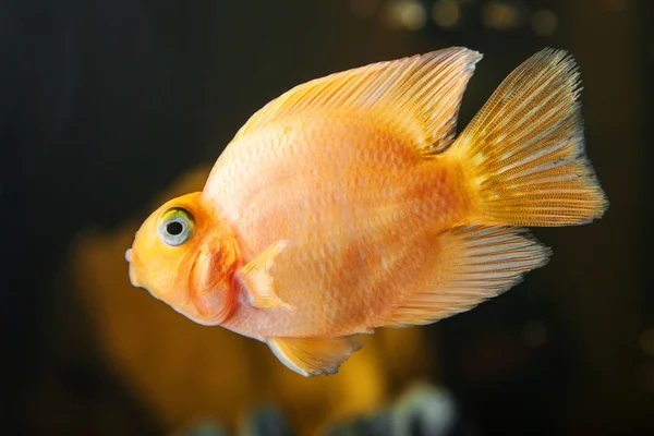 Parrot cichliden zwemmen in aquarium — Stockfoto