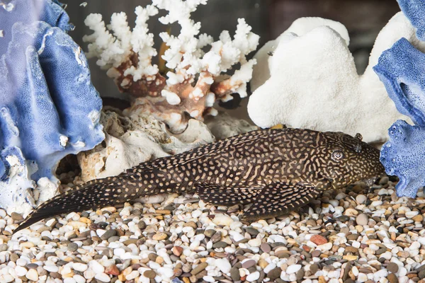 Primo piano pesci gatto dell'acquario — Foto Stock