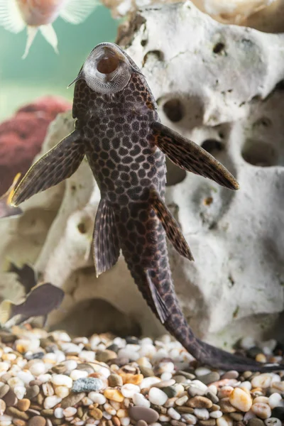 Primo piano pesci gatto dell'acquario — Foto Stock