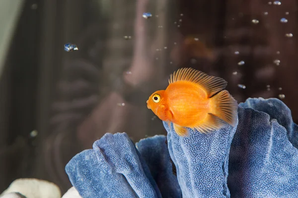 Ciclidi pappagallo che nuotano in acquario — Foto Stock