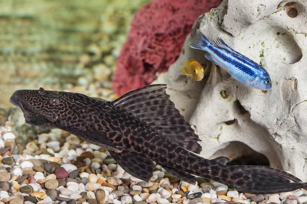 Primo piano pesci gatto dell'acquario — Foto Stock