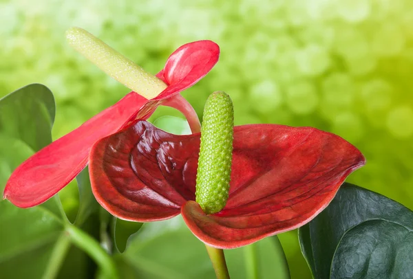 Primo piano del fiore di fenicottero — Foto Stock