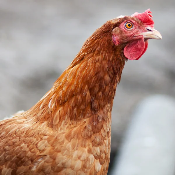 Red Hen — Stock Photo, Image