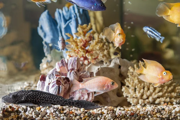 Aquarium thuis — Stockfoto