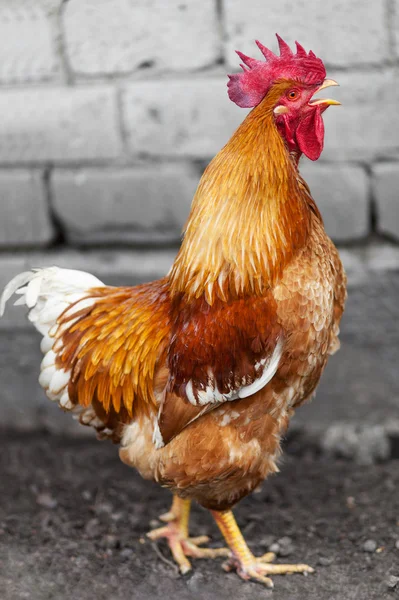 Red rooster — Stock Photo, Image