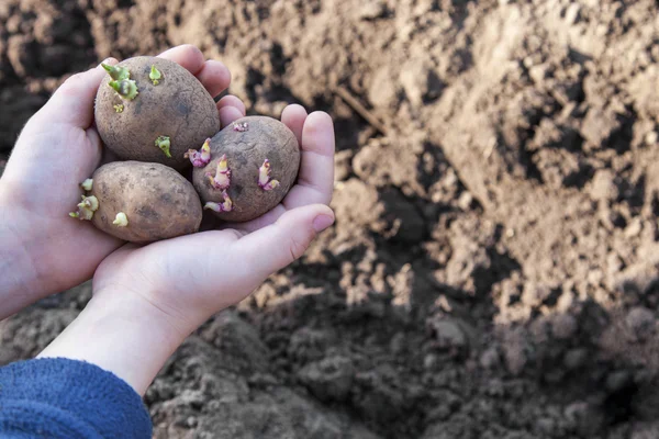 Planten aardappelen voor nieuwe seizoen — Stockfoto
