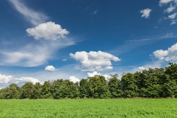 Alfalfa fältet — Stockfoto
