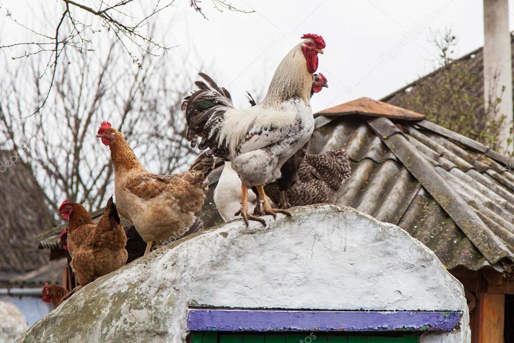 Rooster and hens