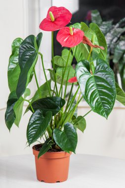 f Flamingo çiçeği