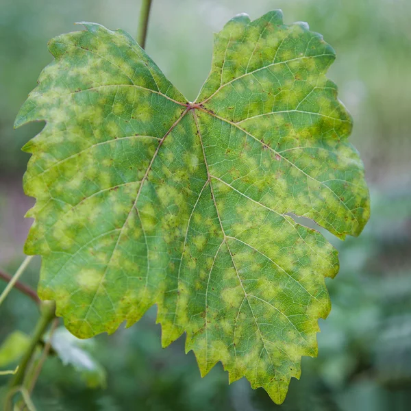 Downy Mildew Fungal Disease on Grape Leaf. — Stock Photo © thefutureis