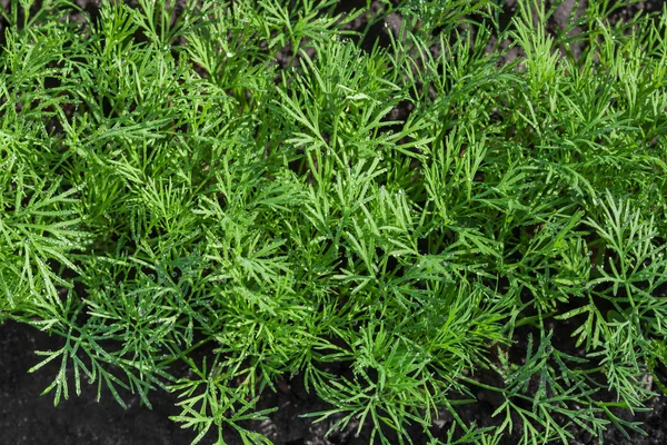 Dill herb — Stock Photo, Image