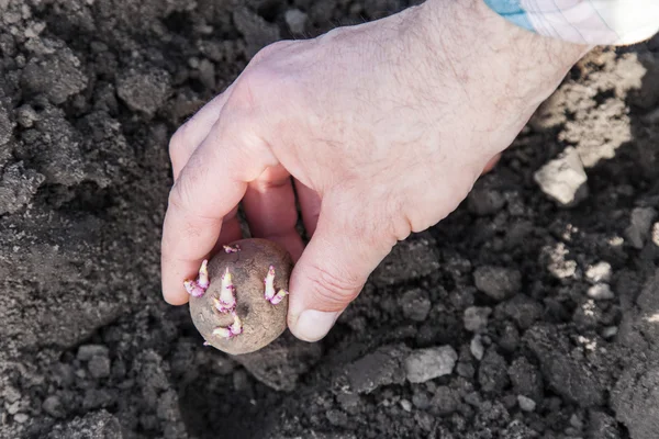 Plantera potatisknölar i jorden — Stockfoto