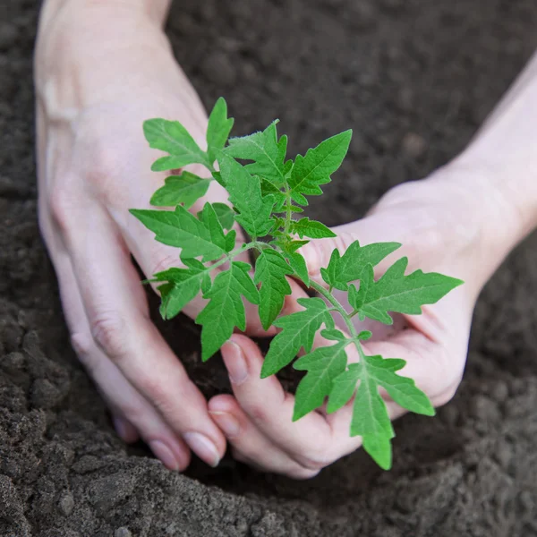 Planting tomatoes in the soil — Stock Photo, Image