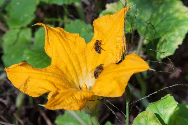 Kürbisblüten und Bienen — Stockfoto