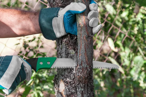 Pruning tree — Stock Photo, Image