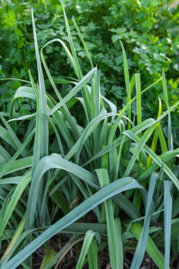 Sulu pırasa ve maydanoz