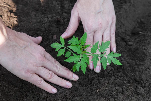 Tomaten in de bodem planten — Stockfoto